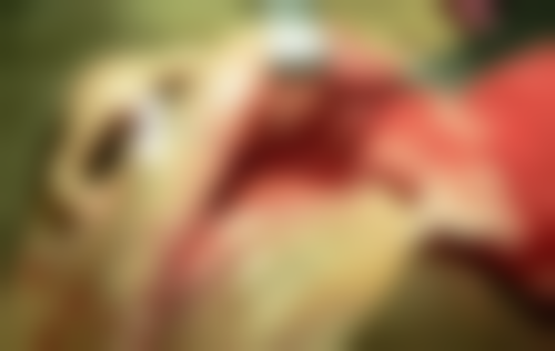 二、苏州登特口腔诊所医生团队，打造专精诊疗服务