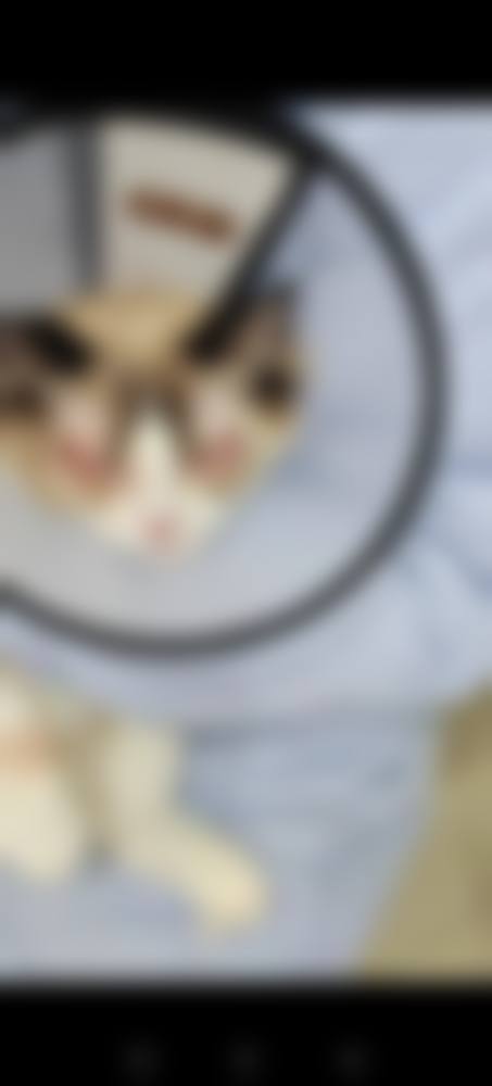 擅长项目详解